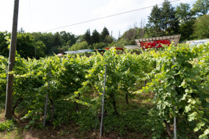 SPD Parteitag in den Urbani Häckern